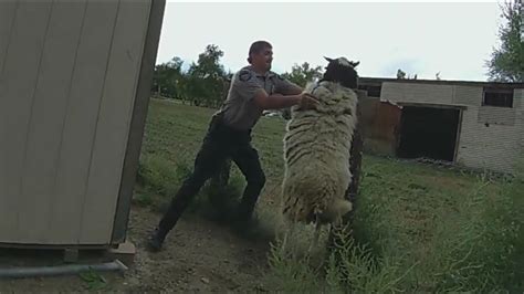 Sheep, chameleons and more: On the job with animal officers